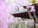 Zaraza wśród kwitnących wiśni. Japonia pogrąży się w recesji?